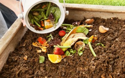 Composting 101: Turn Kitchen Scraps into Garden Gold
