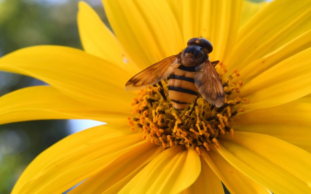 5 Easy Ways to Start a Pollinator Garden at Home