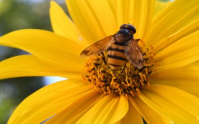 5 Easy Ways to Start a Pollinator Garden at Home