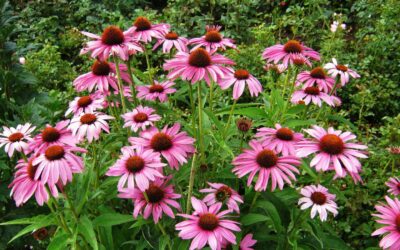 Top 10 Native Plants for Pollinators in the Hudson Valley