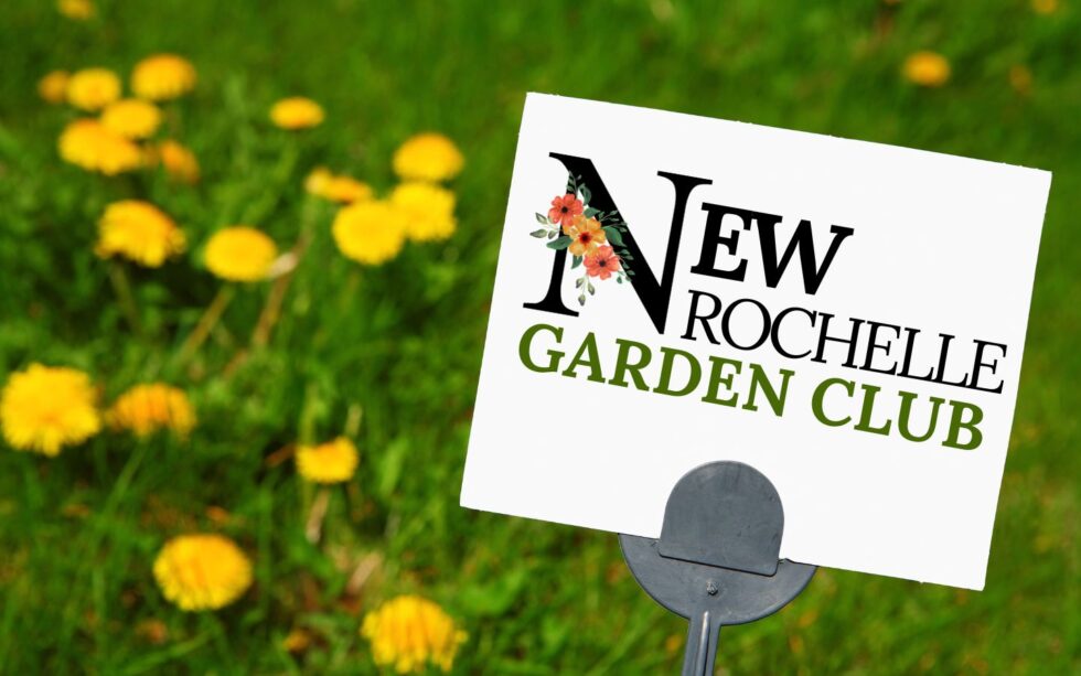 Spring New Rochelle New Rochelle - district9fgcnys.com